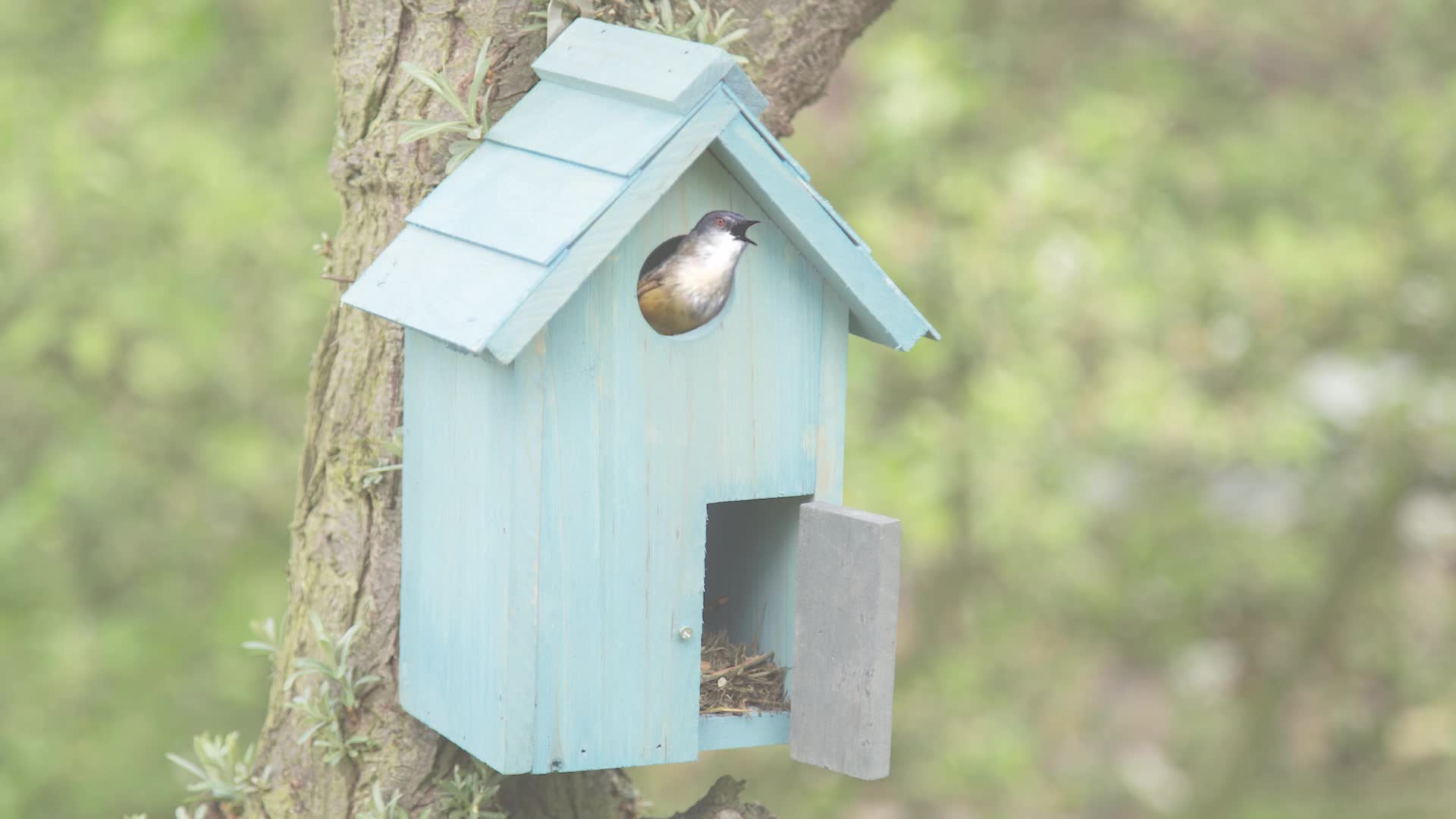 Relaxdays Nistkasten, Vogelhäuschen, Holz, Tür, aufhängen, Produktbild-Vorschau 7