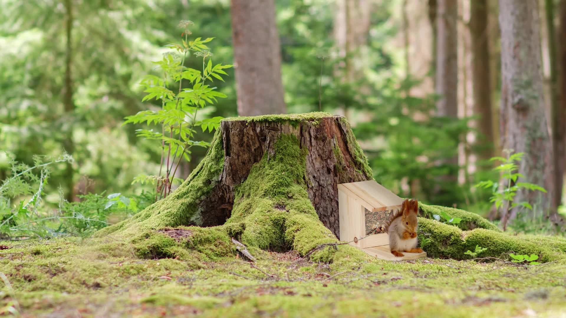 Relaxdays Eichhörnchen Futterhaus zum Stellen, Produktbild-Vorschau 7