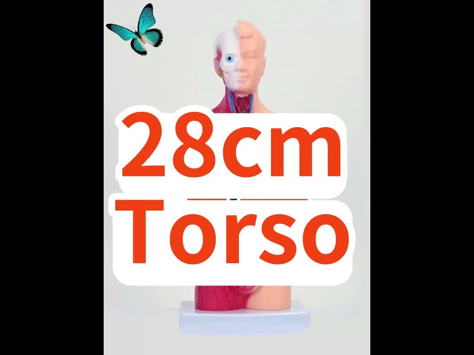 VEVOR Modello di corpo umano, 15 pezzi 28 cm, modello di Anteprima dell’immagine prodotto 7