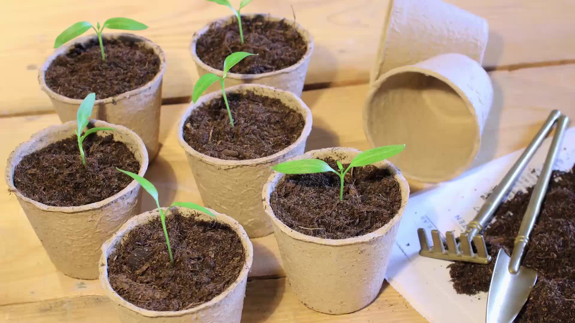 Relaxdays Anzuchttöpfe im Set, biologisch abbaubar, für Produktbild-Vorschau 7