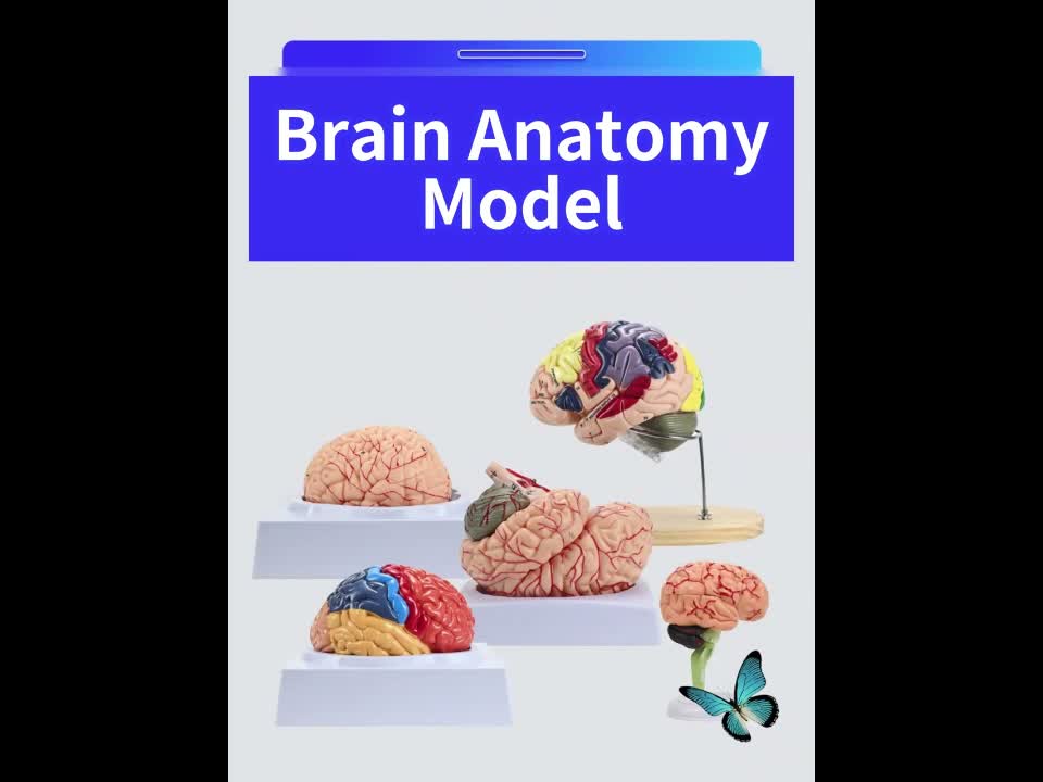 VEVOR Menschliches Gehirn Modell Anatomie, 2X Lebensgroßes Produktbild-Vorschau 7