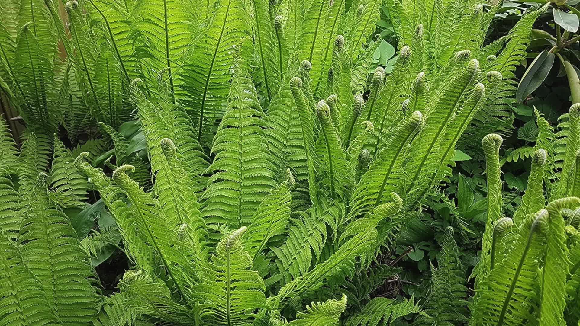 Stauden Gänge 1 x Matteuccia struthiopteris im 1 Liter Topf Produktbild-Vorschau 7
