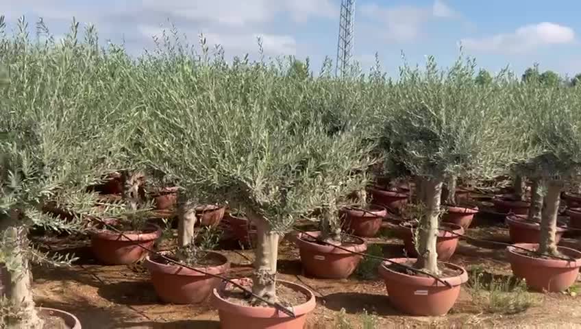 thuja strauch Lebensbaum