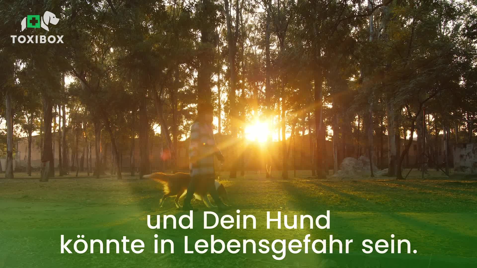 TOXIBOX, das originale Erste-Hilfe-Set für HUNDE bei Produktbild-Vorschau 7
