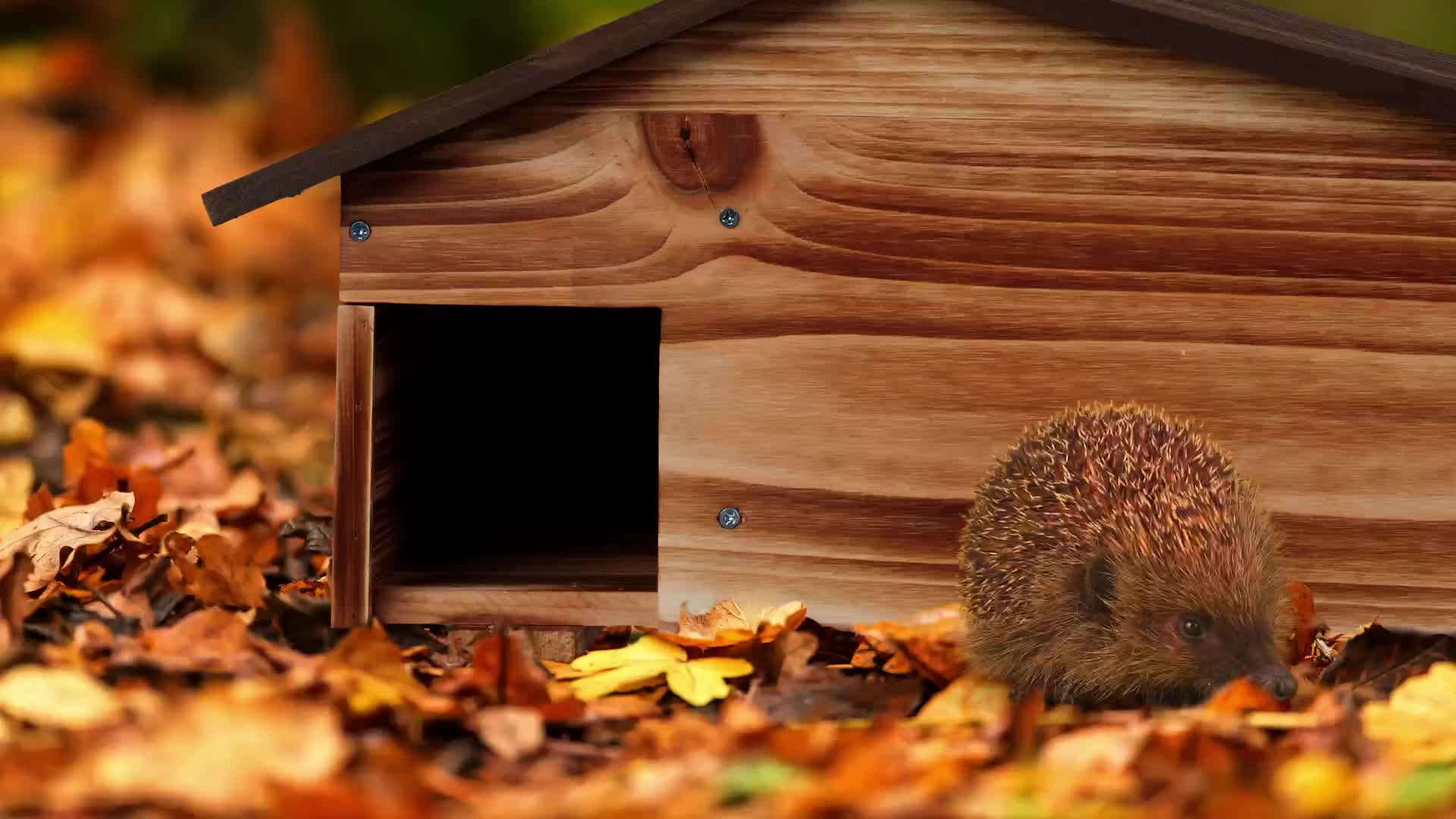 Relaxdays Igelhaus, Holz, Igelhotel mit Boden, 2 Kammern, Produktbild-Vorschau 7
