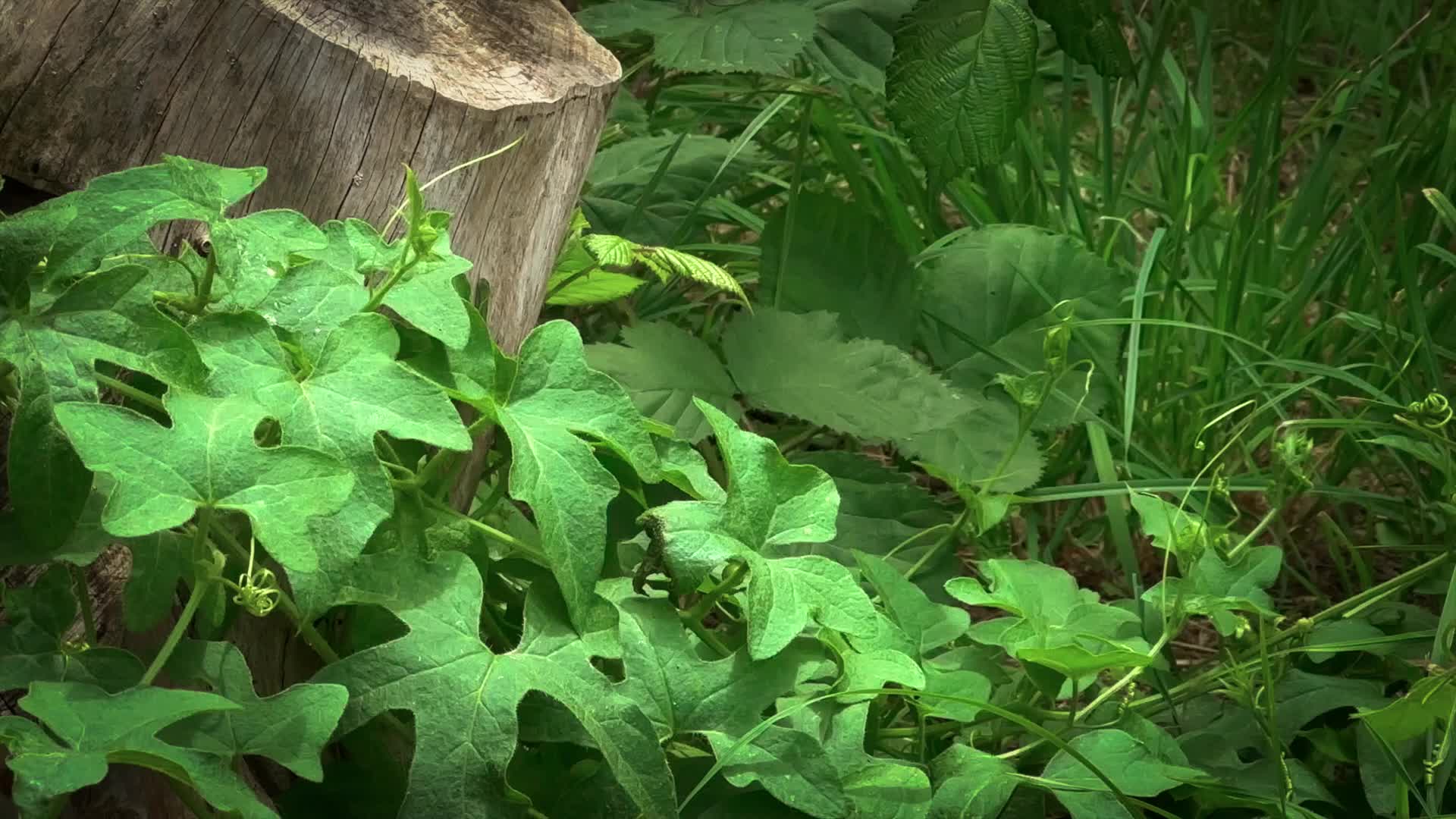 Vogelbad/Insektentränke mit Elfe Produktbild-Vorschau 7