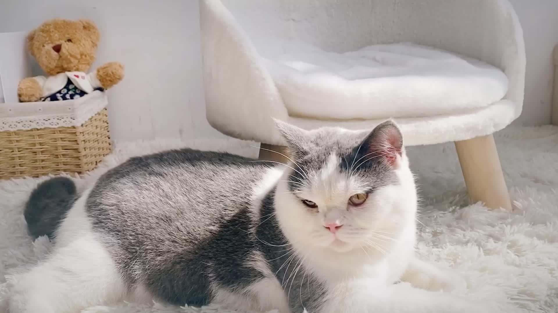 WISFOR Hundesofa mit Weichem Bezug, Haustiersofa Katzensofa Produktbild-Vorschau 7