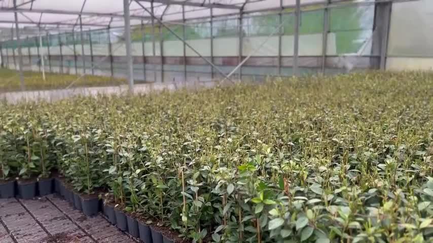 Sternjasmin Weiß - Kletterpflanzen winterhart - Immergrüner Produktbild-Vorschau 7