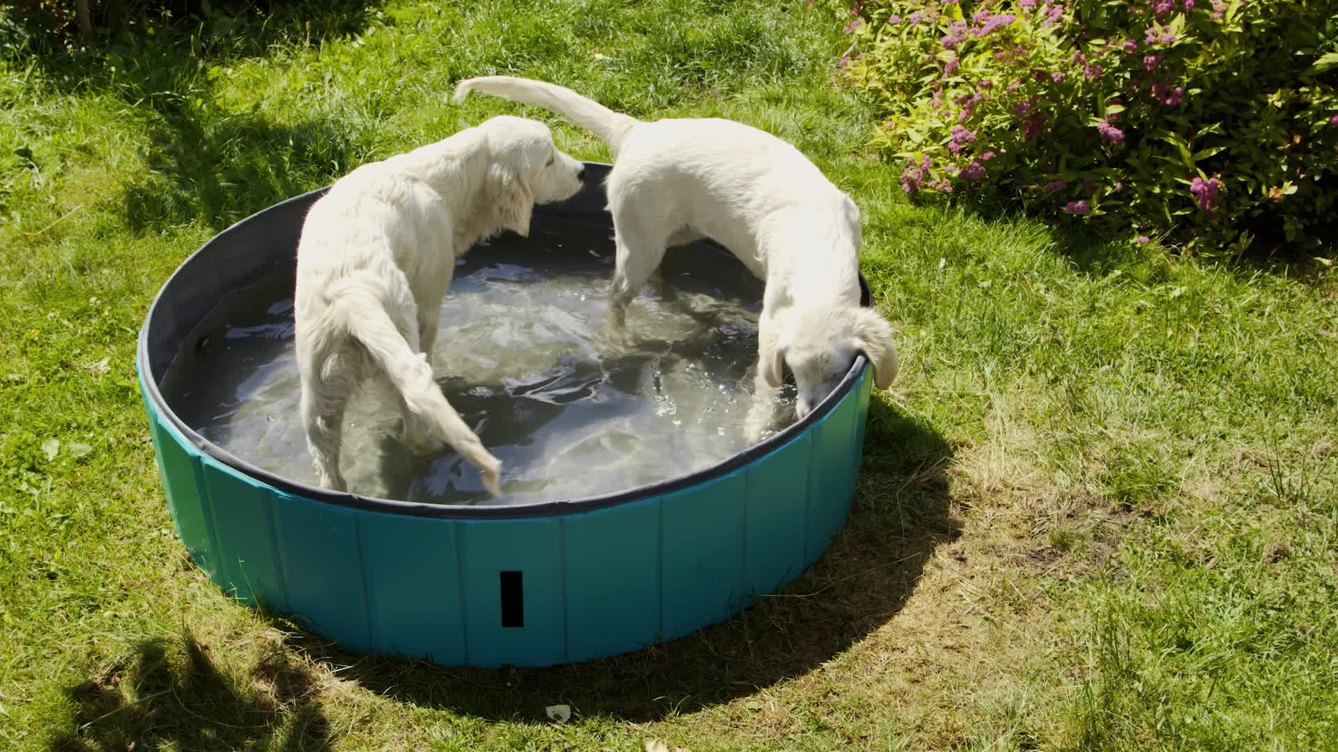Relaxdays Hundepool, H x D: 30 x 120 cm, faltbar, mit Produktbild-Vorschau 7