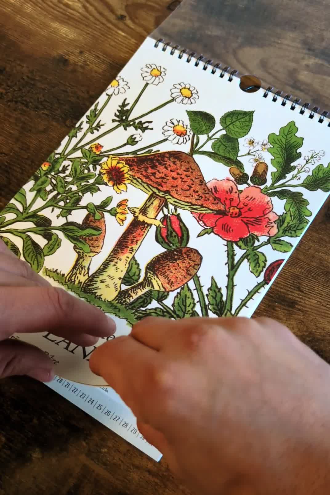 Saisonkalender Wildpflanzen | Kalender Kräuter & Pilze A4 Produktbild-Vorschau 7