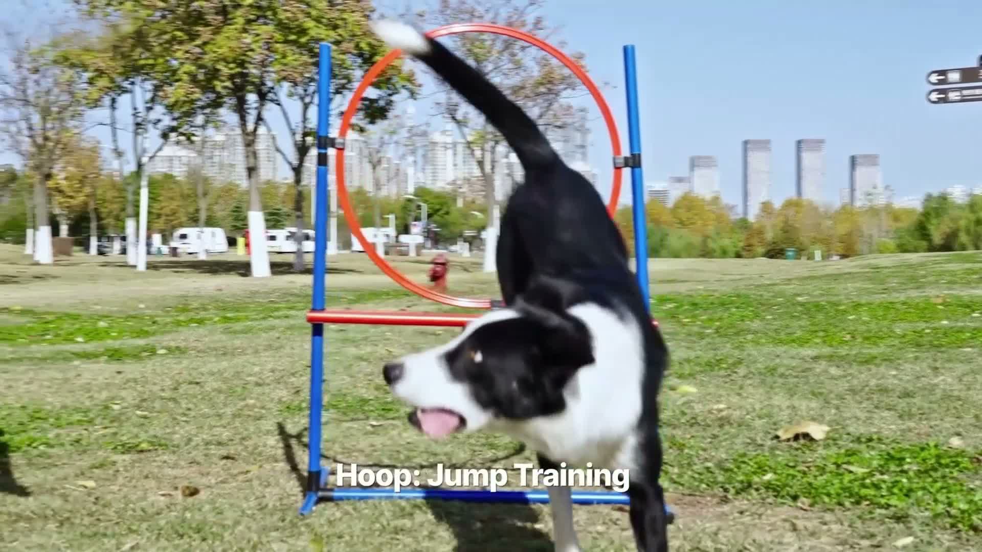 SucceBuy Hunde-Agility-Trainingsausrüstung, verbessertes Produktbild-Vorschau 7