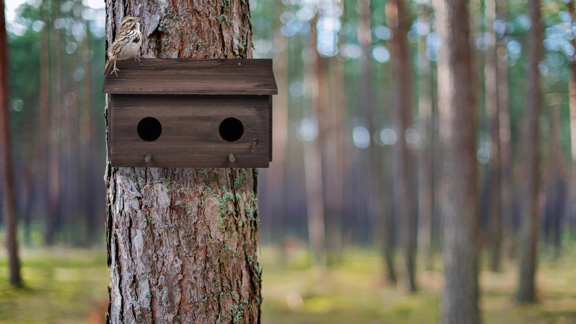 Relaxdays Nistkasten für Stare, natürliches Tannenholz, 2x Produktbild-Vorschau 7