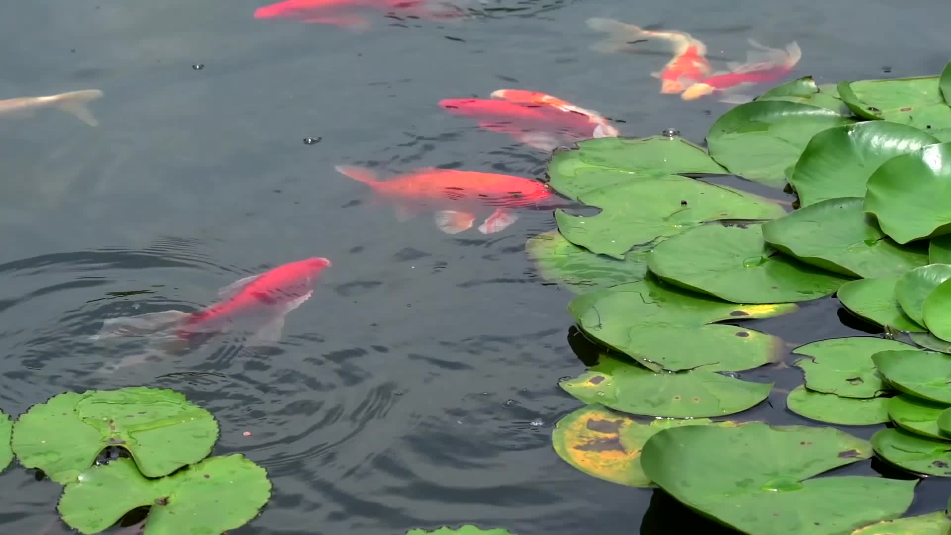 Forever Speed 3000 l/h Super Eco Teichpumpe, Filterpumpe, Produktbild-Vorschau 7