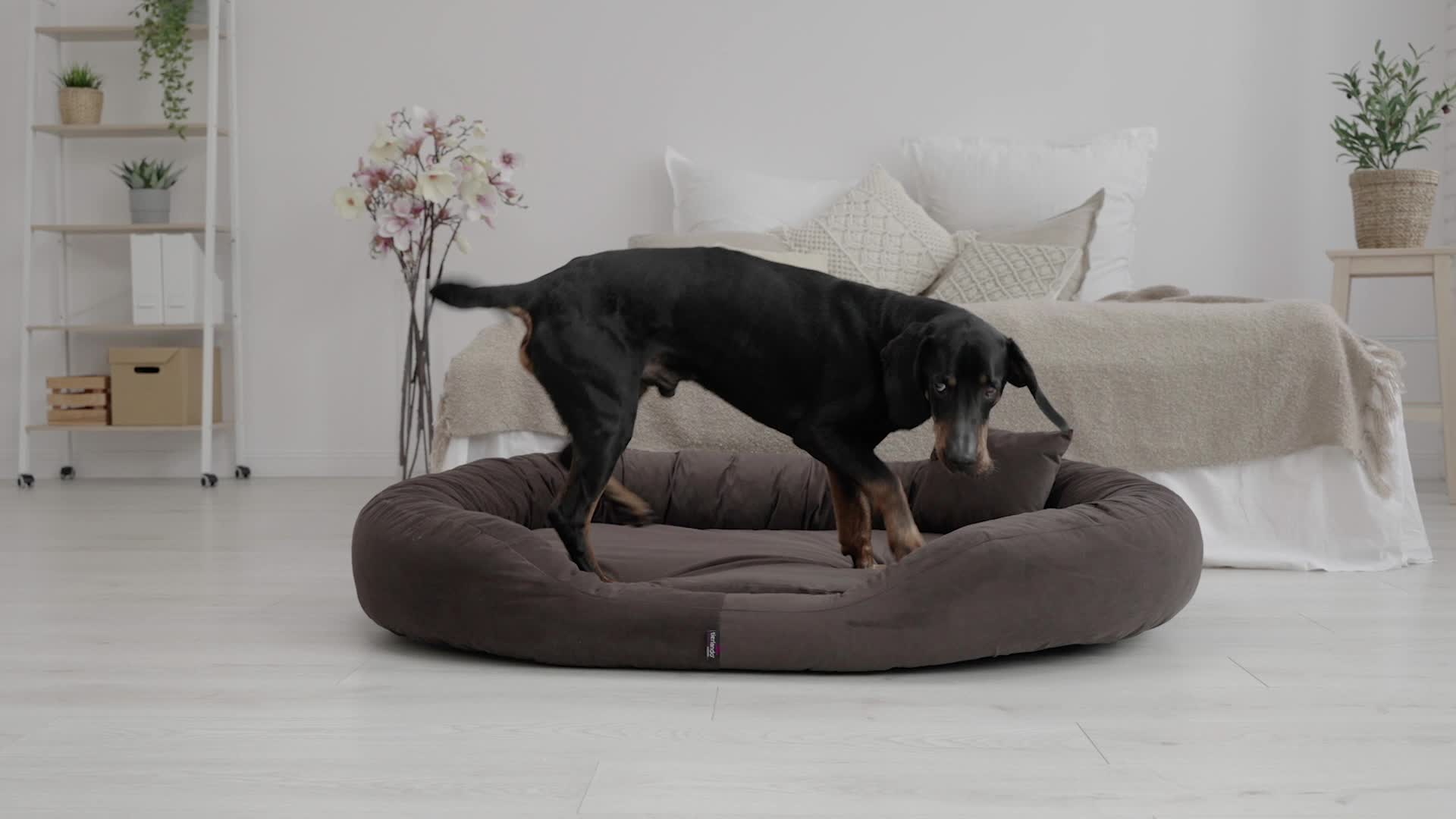 tierlando® Orthopädisches Hundebett Sammy VISCO | Produktbild-Vorschau 7