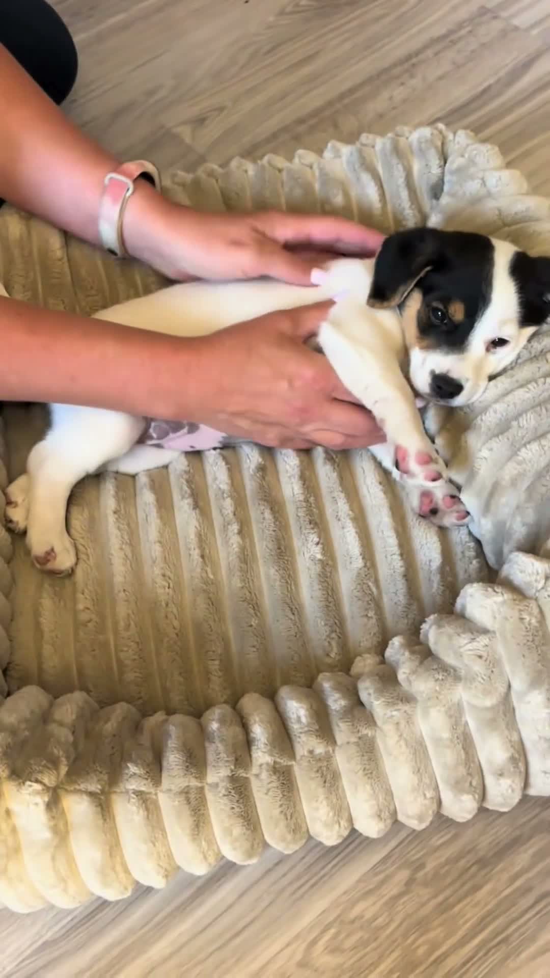 4L Textil BELLA Hundebett Plüsch für kleine Hunde, Weiches Produktbild-Vorschau 7