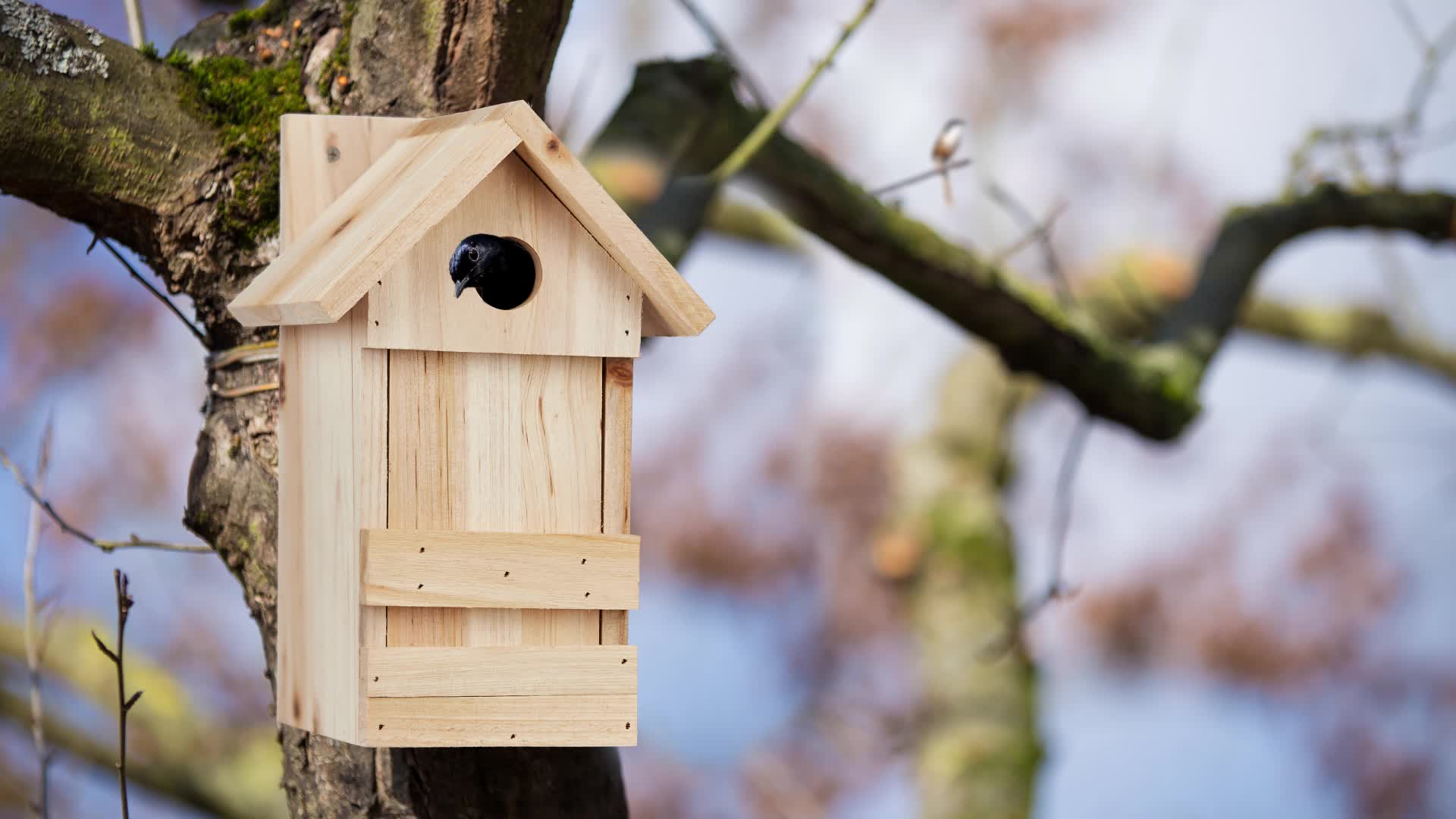 Relaxdays Nistkasten, Nisthöhle für Vögel, zum Aufhängen, Produktbild-Vorschau 7