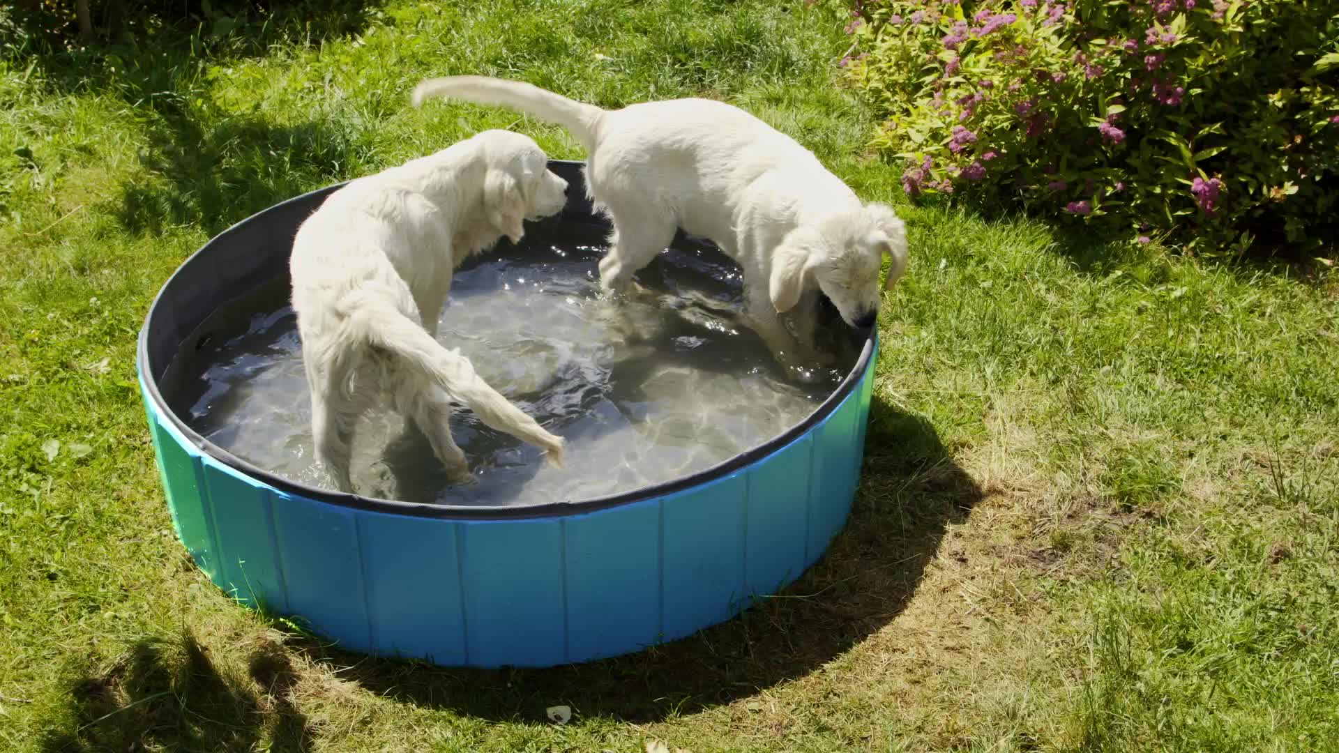 Relaxdays Hundepool, H x D: 30 x 160 cm, faltbar, mit Produktbild-Vorschau 7