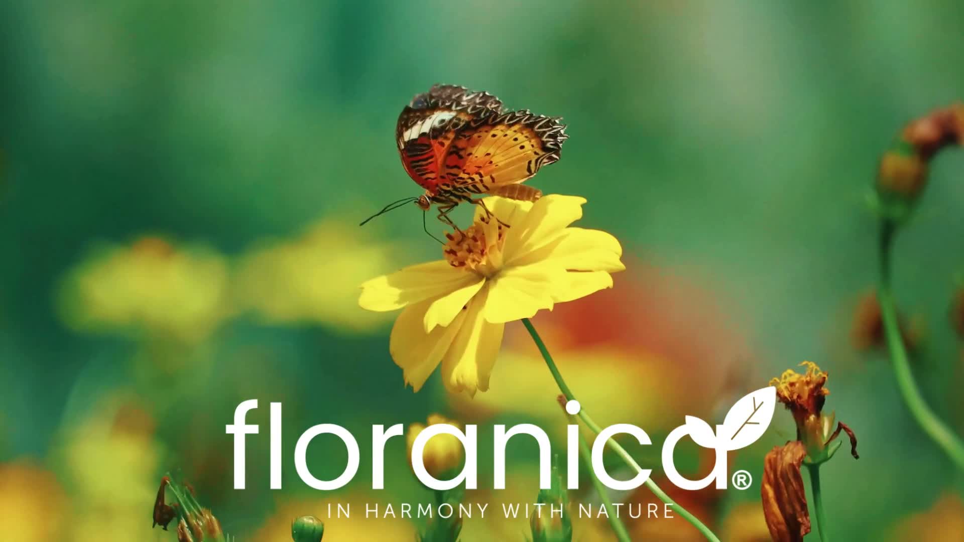Floranica Beeteinfassung Rasenkante Holz 40 x 200 cm Produktbild-Vorschau 7