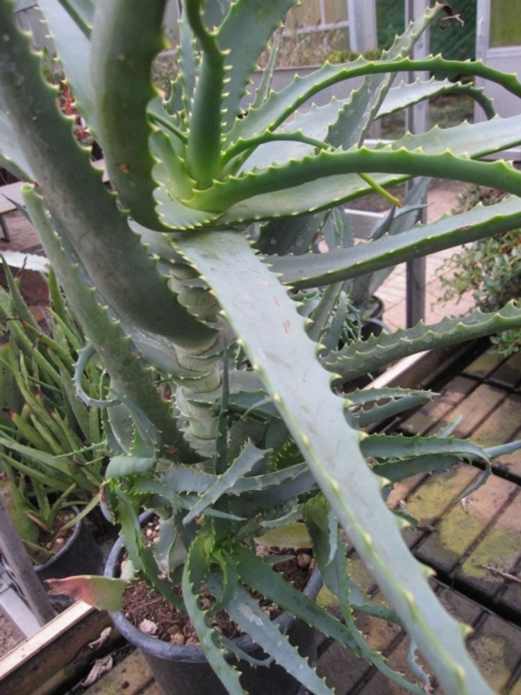 Aloe arborescens - Baum-Aloe  - 40-60cm