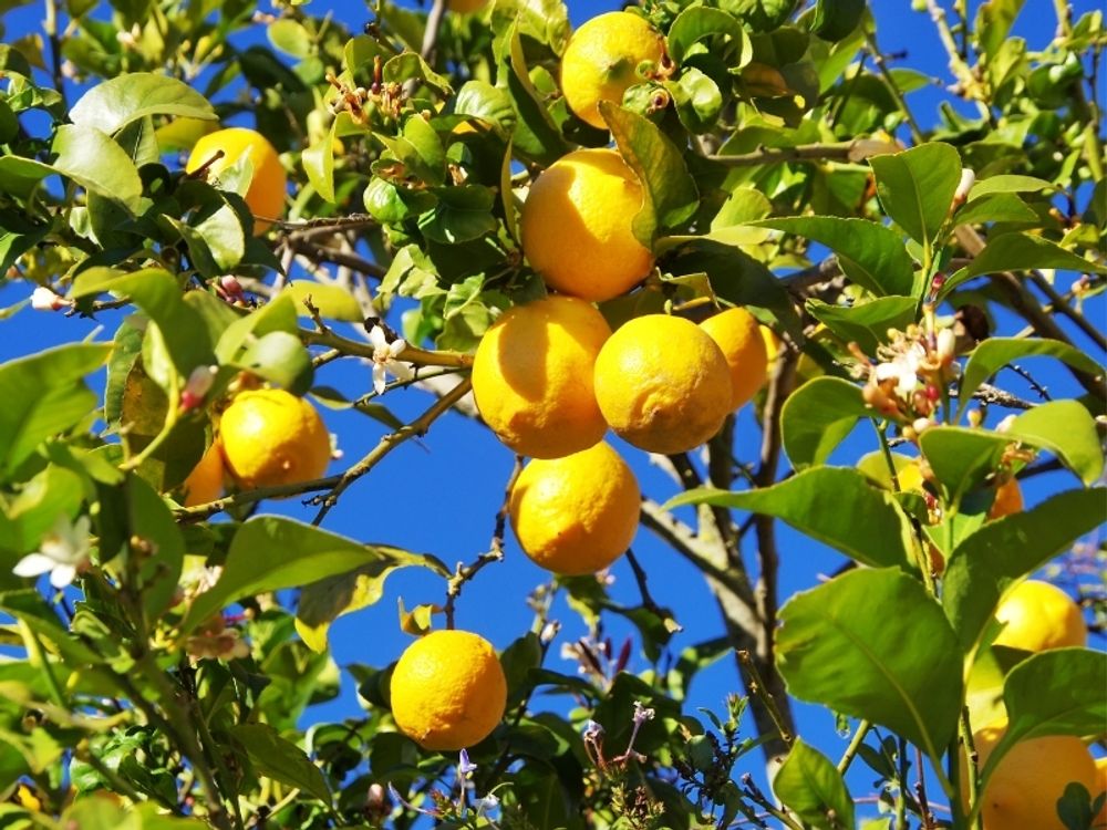 Meine Orangerie Zitronenbaum Piccolo - echte Zitruspflanze - veredeltes Zitronenbäumchen - Citrus Limon - Fruchtreife Zitrone in Gärtnerqualität