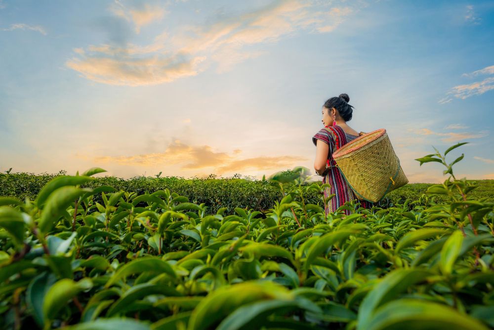 Loyd Madras Herbata Czarna Liściasta Indyjska Doskonała z Mlekiem Liście Premium Leaf Tea 100g
