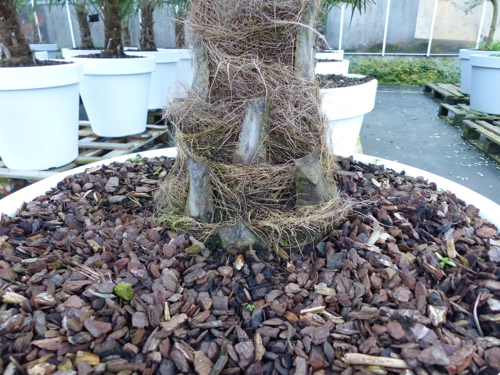 XXL Palme winterhart inkl. Pflanzkübel weiß, 160 - 190 cm Trachycarpus fortunei, Hanfpalme,