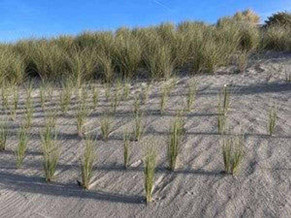 Jungpflanzen im Sand neben etablierten Horsten an der Böschung