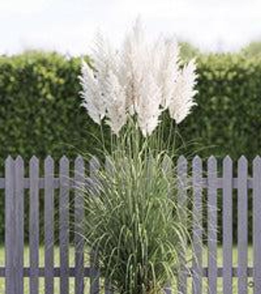 Größenvergleich 'White' - hoch am 80 cm hohen Zaun