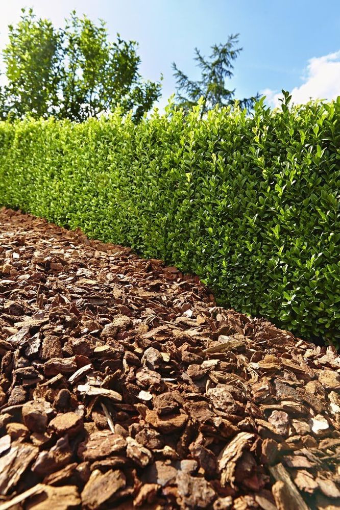 Floragard Pinienrinde Pinien Rinde Rindenmulch Rinden Mulch Bodenabdeckung grob (1 x 60L)