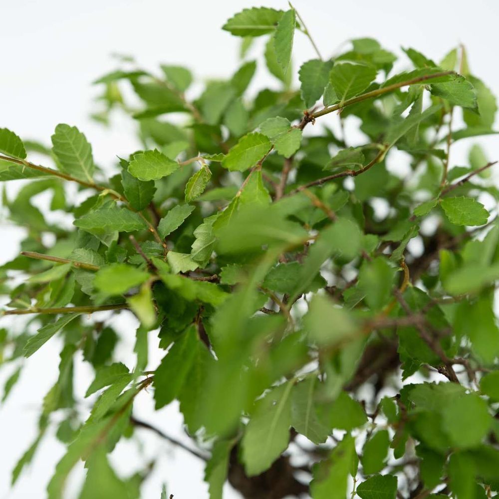 Bonsaibaume - Bonsai - Höhe 25-35cm - ⌀29cm