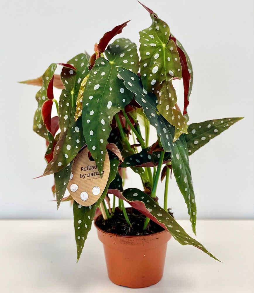 BALDUR Garten 1x Forellenbegonie Maculata, groß, Pflanze im 14 cm-Topf, Grünpflanze, luftreinigend, mehrjährig - frostfrei halten, für Standort im Schatten geeignet, Begonia maculata