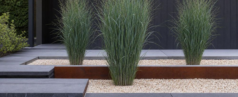 Panicum virgatum 'Northwind' als aufrechte grüne Säule im Kiesgarten