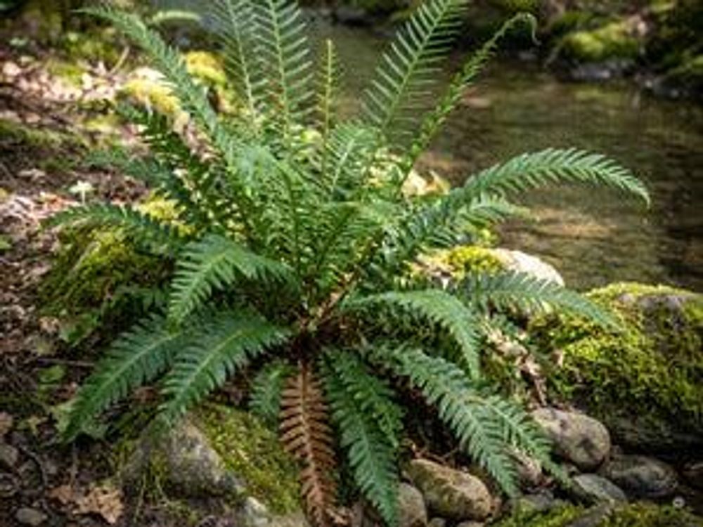 Einzelner Farn zwischen bemoosten Steinen am Bach.