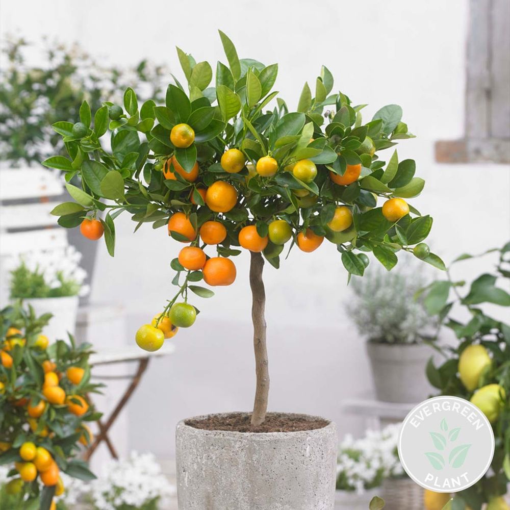 Bloomique - Citrus Calamondin - Zimmerorange - Zitrusbaum - Obstbaum - Gartenpflanzen - 50-70 cm Hoch - Topf 19 cm