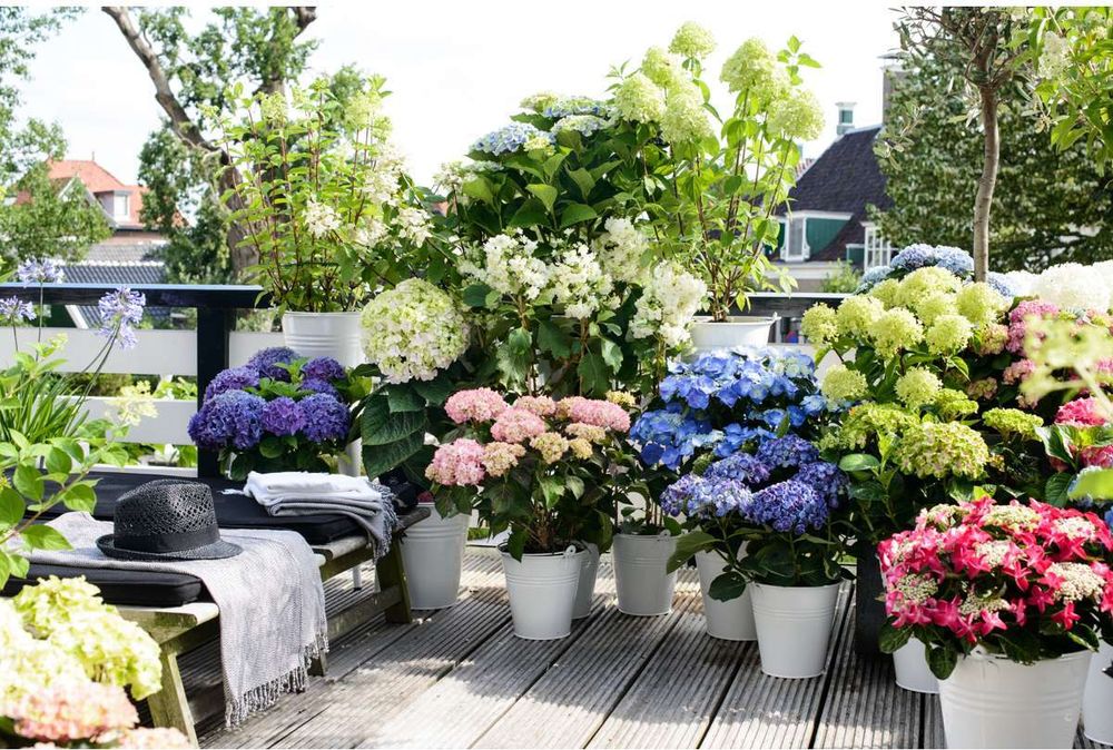 Hortensie - 6 Stk - Hydrangea macrophylla - Höhe 25-40cm - ⌀11cm
