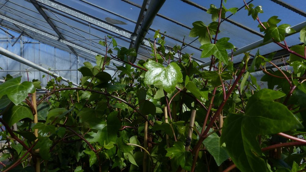 4 Stück Efeu Pflanze Hedera helix 180 - 200 cm Pyramide Säule winterhart Kletterpflanze Hecke Sichtschutz blickdicht