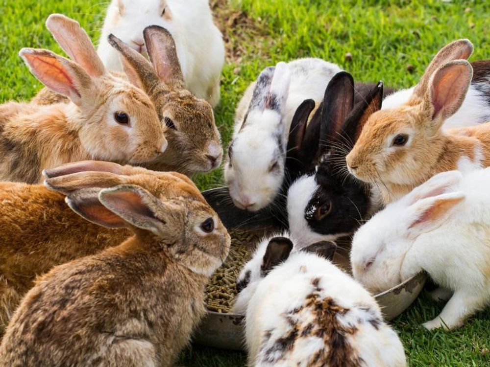 Viele Kaninchen sitzen auf einer Wiese und fressen Futter aus einer Schale