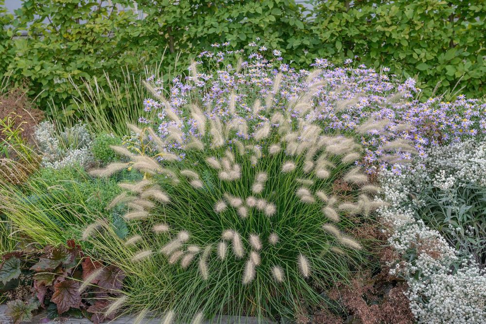 Pennisetum 'Little Bunny' im Garten