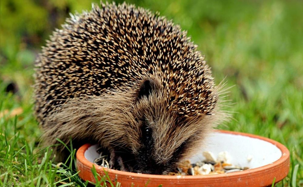 Igel aus Schale fressend