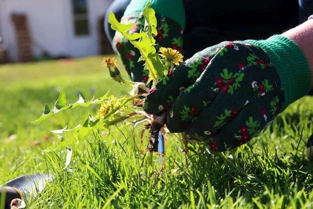 Rasensamen Dürreresistenter Grassamen Rasen Gras Saatgut Rasensaat Grassaat 5kg
