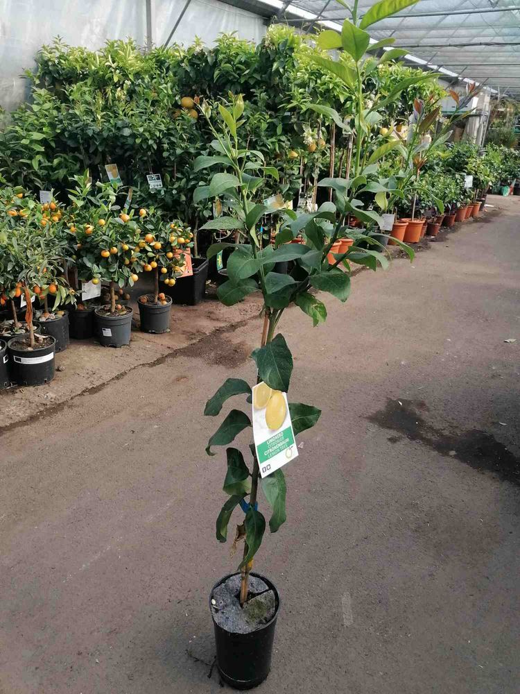 Citrus limon Lunario 120 cm – Echter Zitronenbaum C17 – Vier-Jahreszeiten-Zitrone für Balkon, Terrasse & Garten, ganzjährig fruchtend