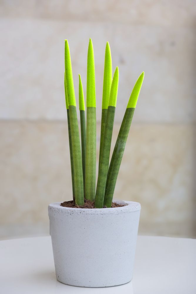 2er-Set - Sansevieria Velvet Touch - Schwiegermutterzunge -