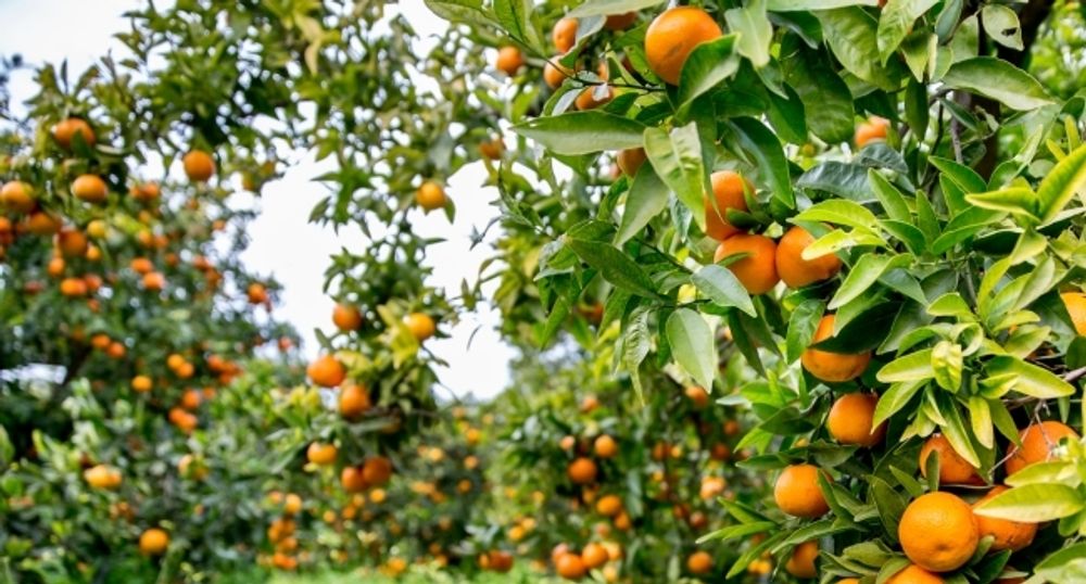 Meine Orangerie Düngestäbchen - 30 Sticks - bis zu 90 Tage Langzeitwirkung - mineralischer Zitrusdünger - Optimale Pflanzennahrung für Zitruspflanzen