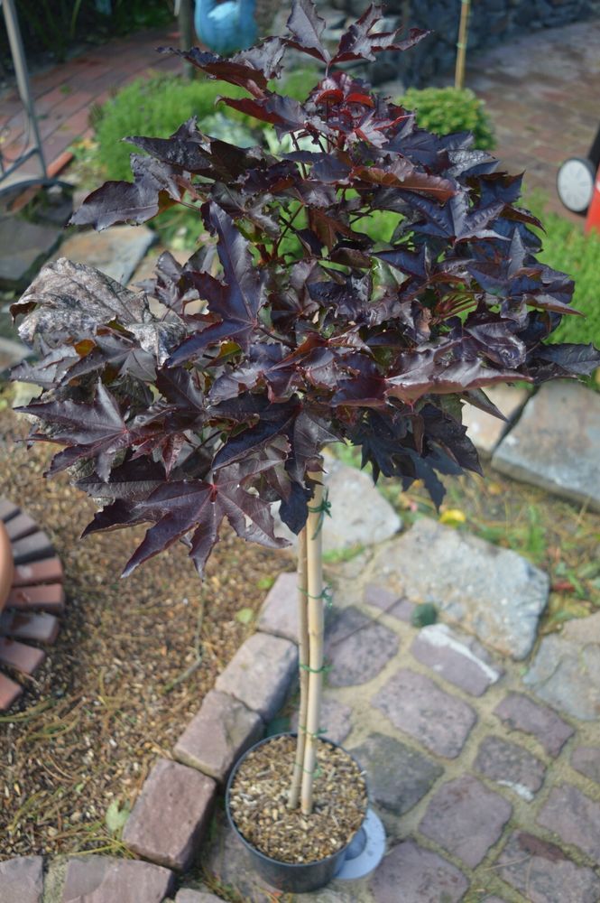 Acer platanoides Crimson Sentry Blut-Ahorn rotlaubig auf Stamm versch. Größen, Höhe:Stamm 80 cm