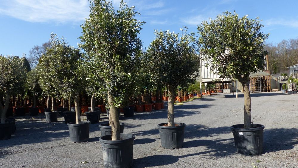 3 Stück Olivenbaum Olive "20 Jahre" beste Qualität, Stammumfang 20 - 30 cm, winterhart, Olea Europaea