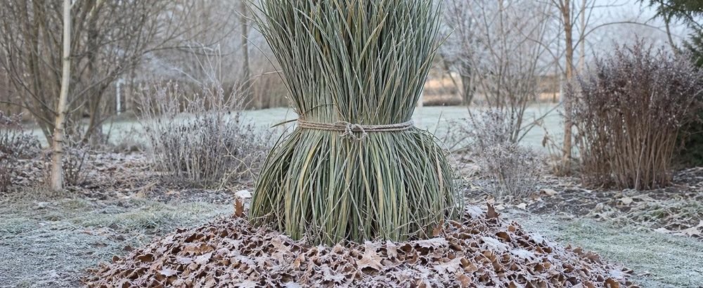 Zusammengebundener Horst mit Mulchring, leichter Frost – ehrliches Winterbild mit Pflegehinweis.