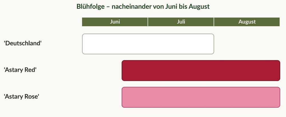 Blüte: nacheinander Juni bis August