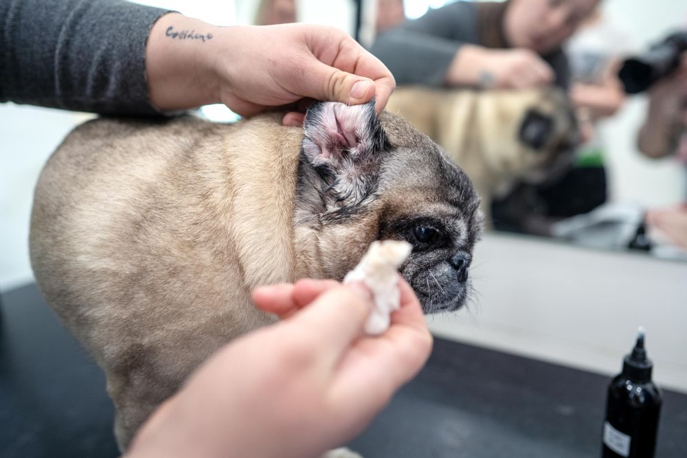 Furnatura Ohrenreiniger für Hunde 100 ml – Sanfte Ohrenpflege