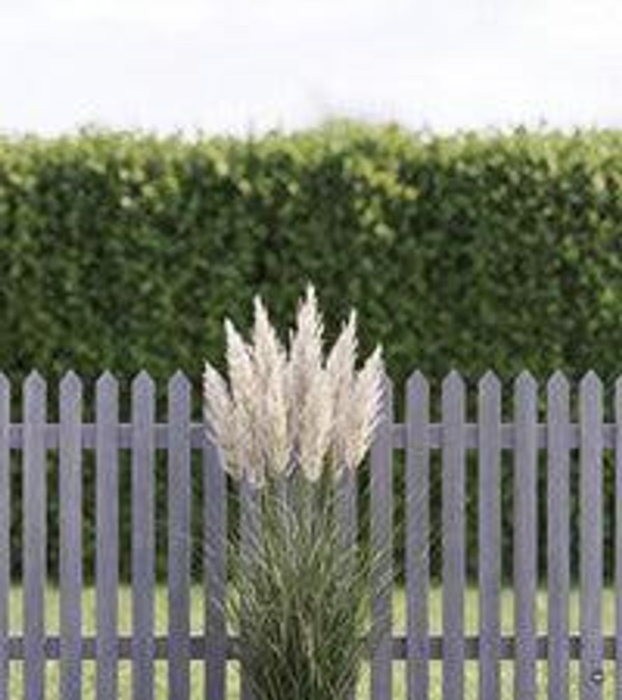 Größenvergleich 'Pumila' - klein am 80 cm hohen Zaun