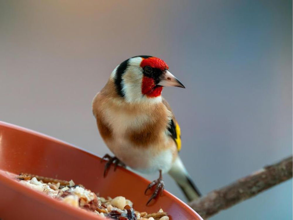 Vogel an Futterstelle